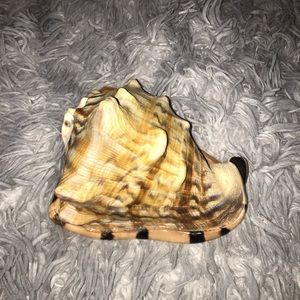 Real Conch Shell from the Atlantic